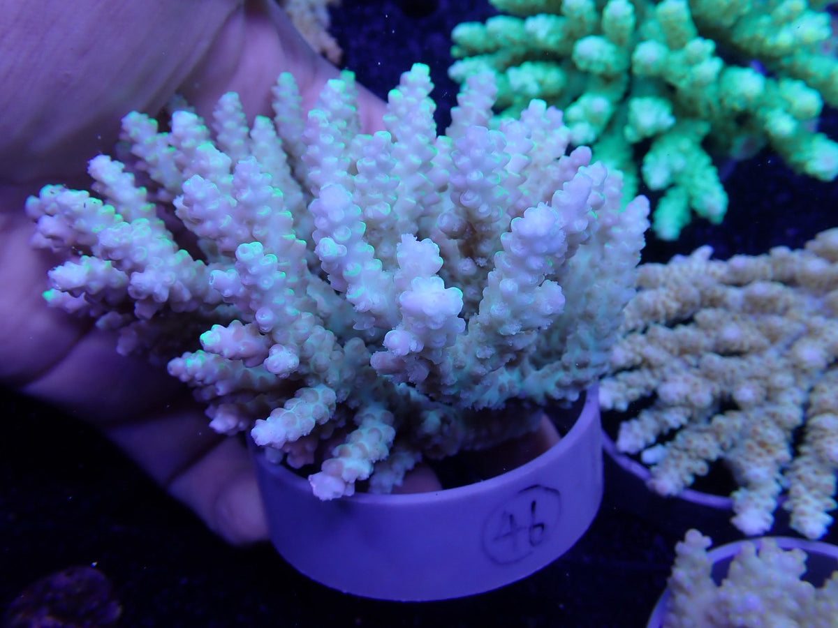 Acropora  オーストラリア産046