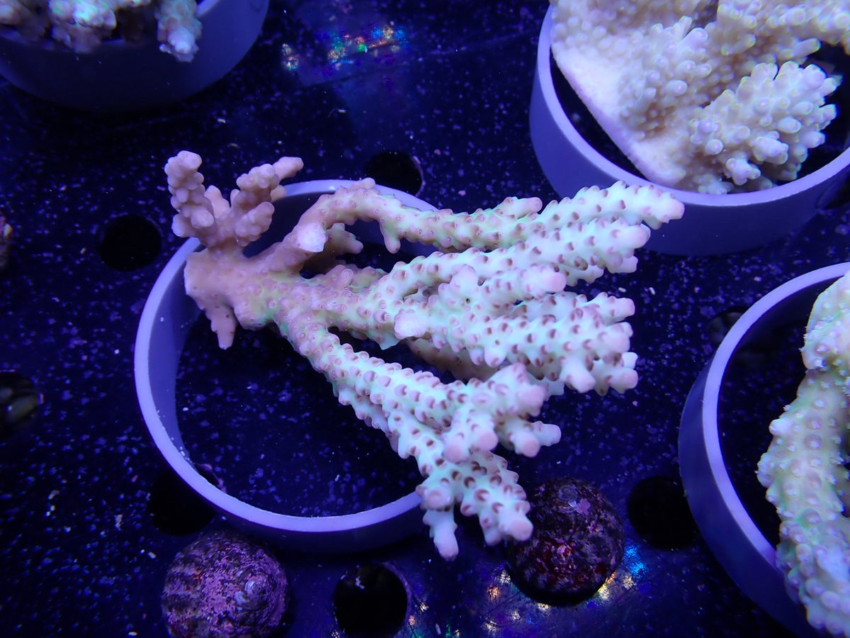 Acropora  オーストラリア産045
