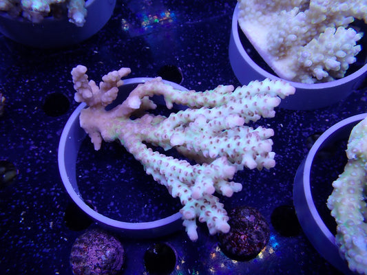 Acropora  オーストラリア産045