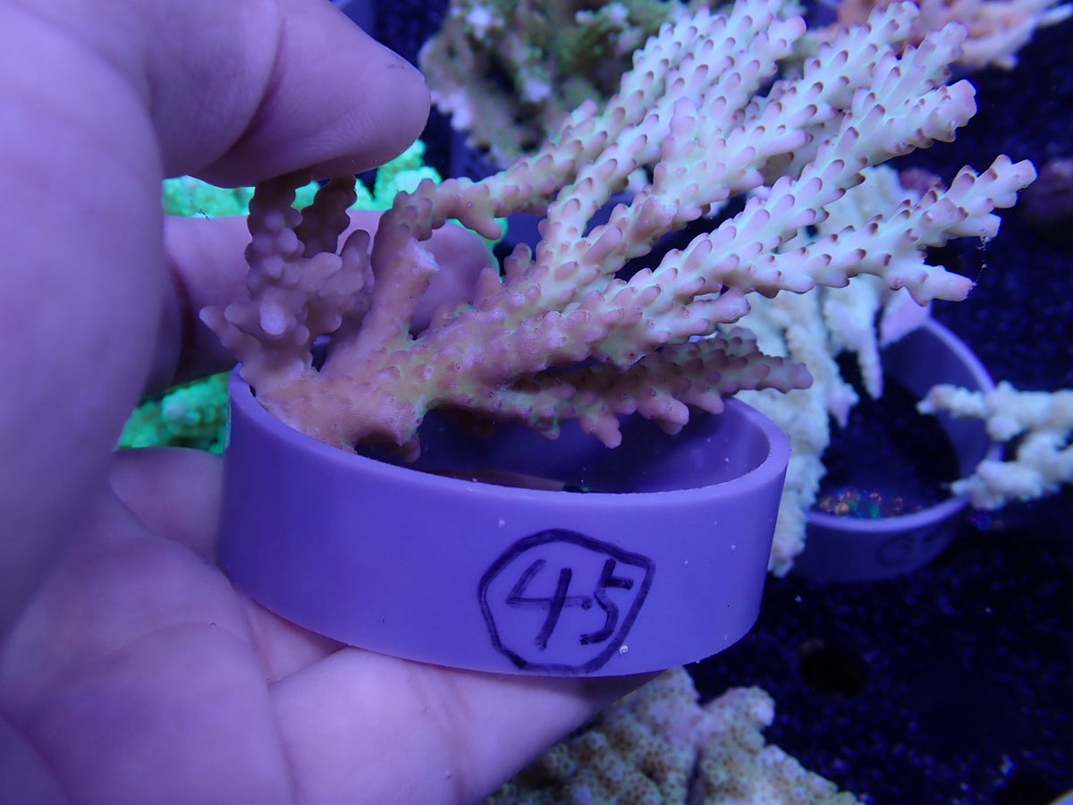 Acropora  オーストラリア産045