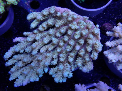 Acropora  オーストラリア産043