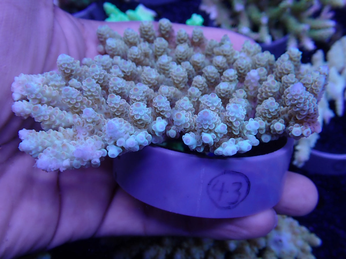 Acropora  オーストラリア産043
