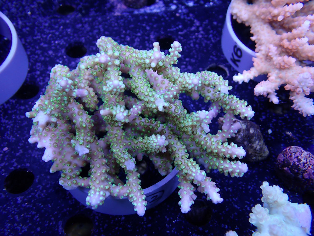 Acropora  オーストラリア産042