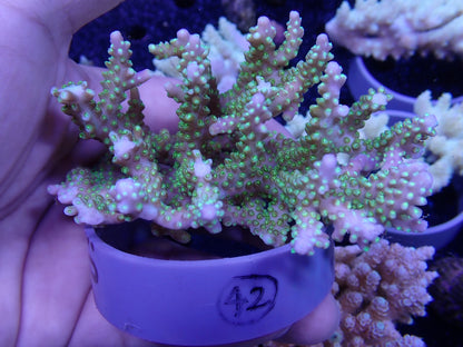 Acropora  オーストラリア産042