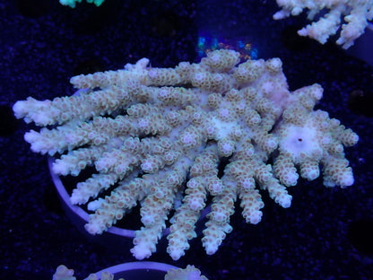 Acropora  オーストラリア産040