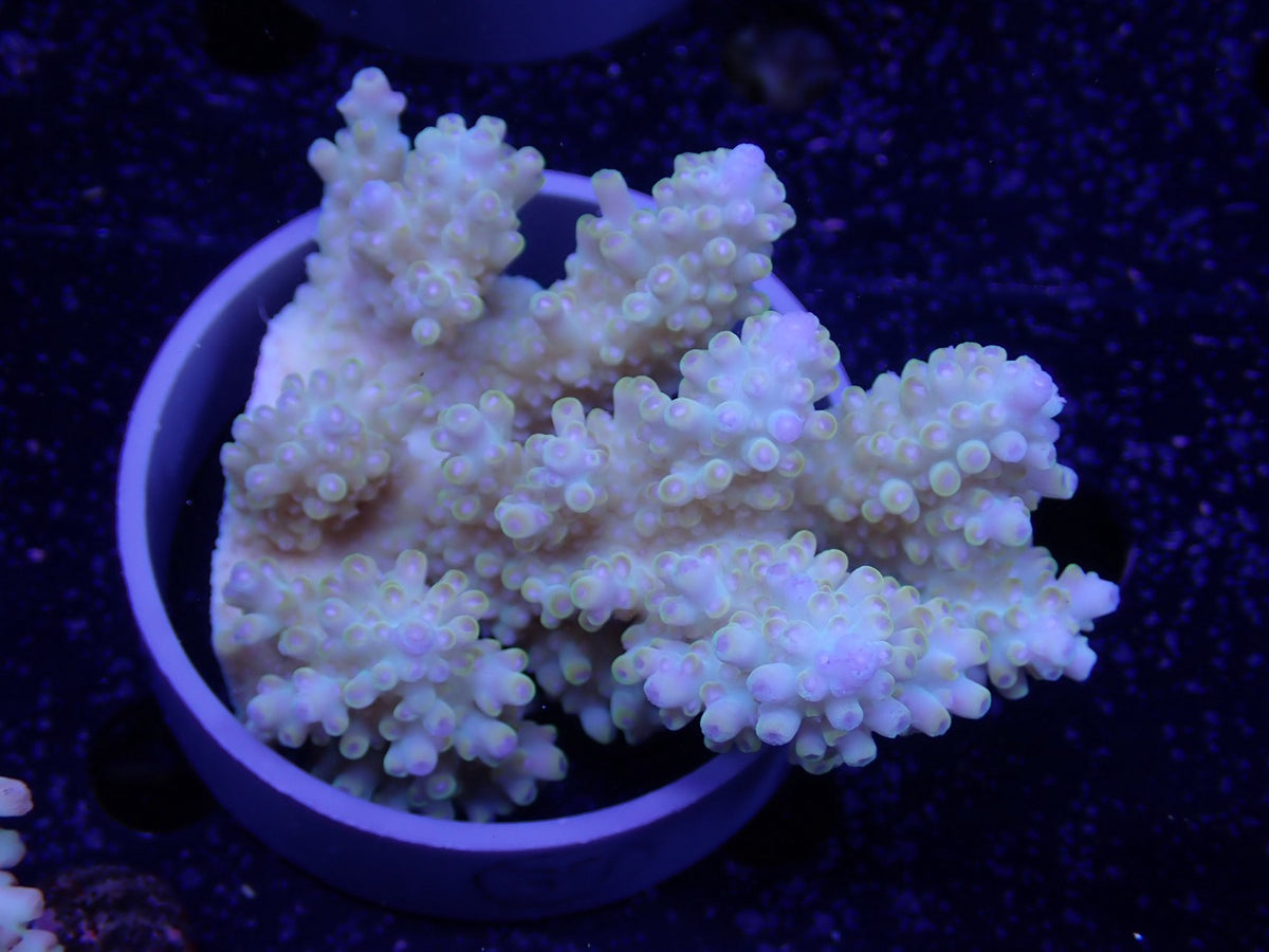 Acropora  オーストラリア産039