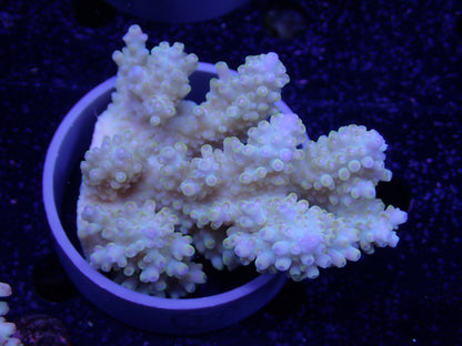 Acropora  オーストラリア産039