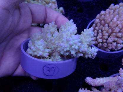 Acropora  オーストラリア産039