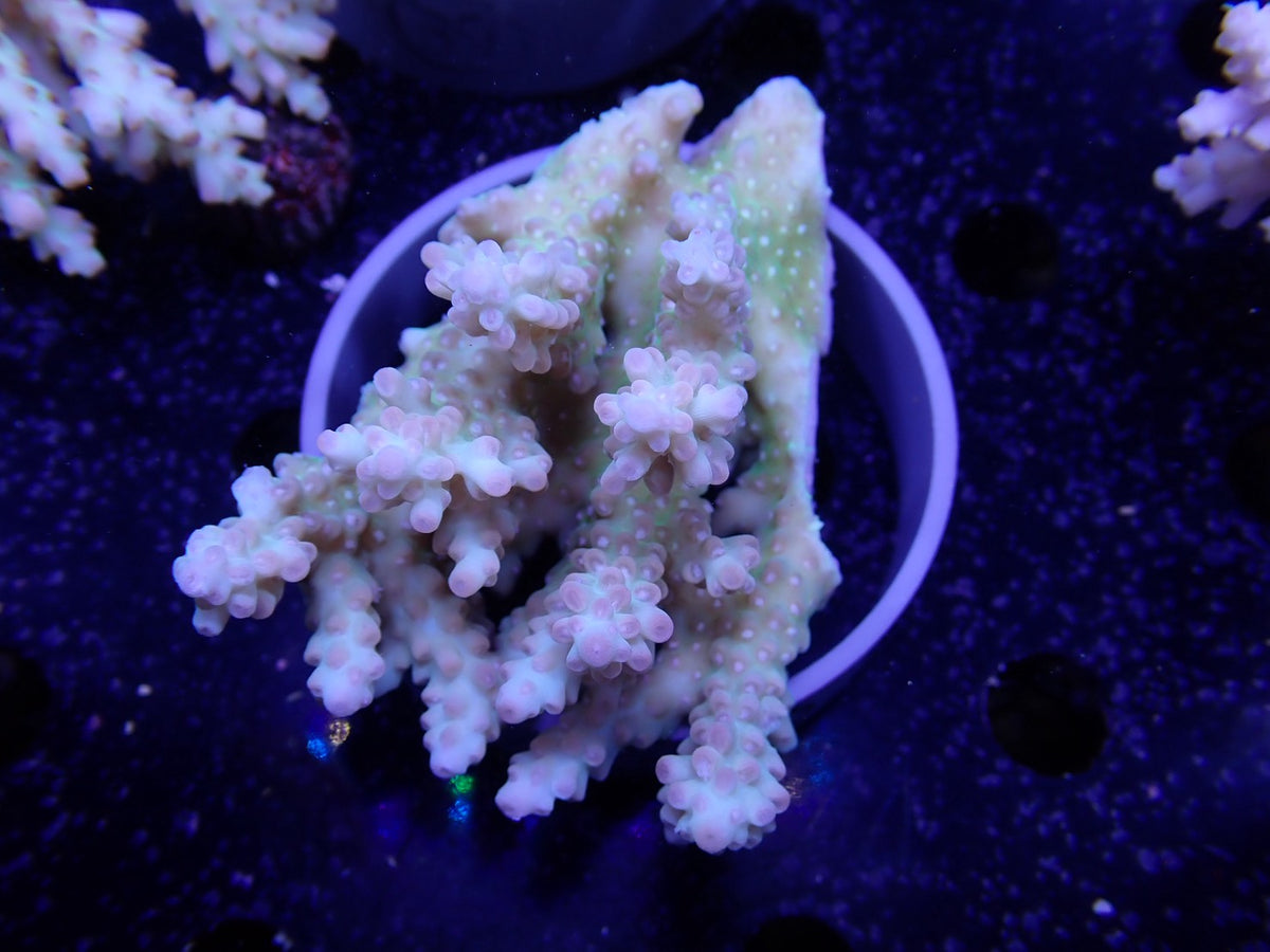 Acropora  オーストラリア産038