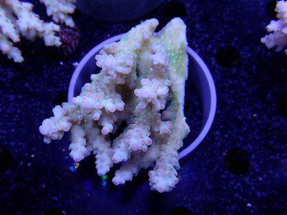 Acropora  オーストラリア産038