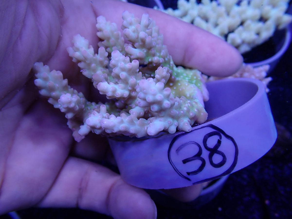 Acropora  オーストラリア産038