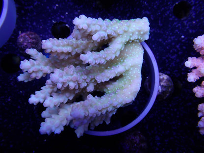 Acropora  オーストラリア産037