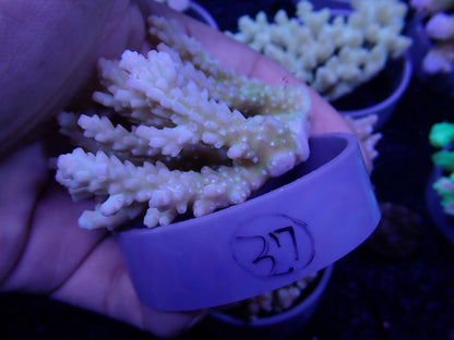 Acropora  オーストラリア産037