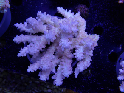 Acropora  オーストラリア産036
