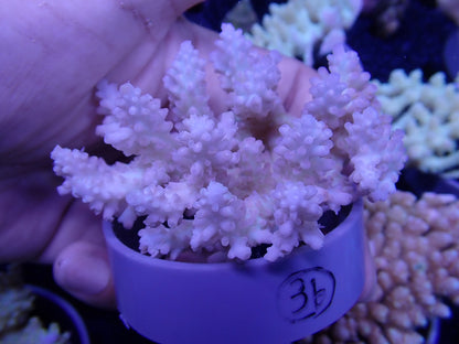 Acropora  オーストラリア産036