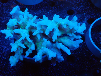 Acropora  深場系 インドネシア産057