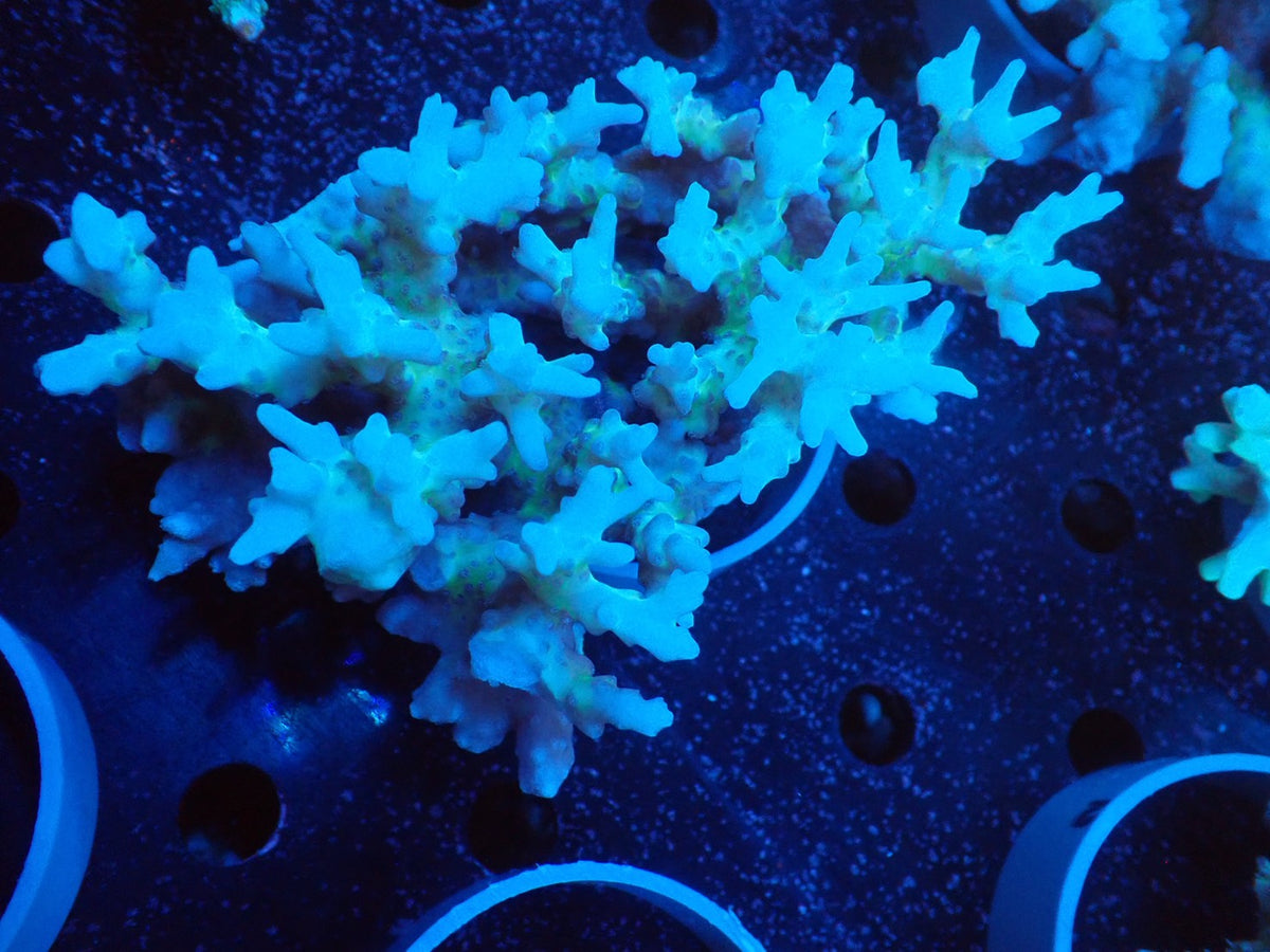 Acropora  深場系 インドネシア産05