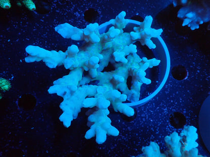 Acropora  深場系 インドネシア産098