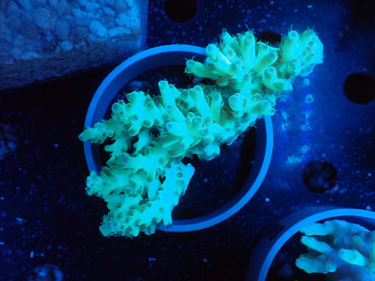 Acropora  深場系 インドネシア産077