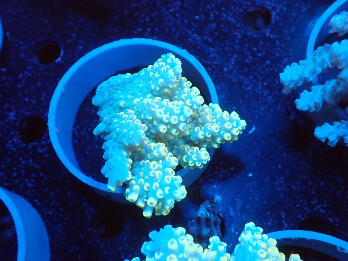 Acropora  オーストラリア産 073