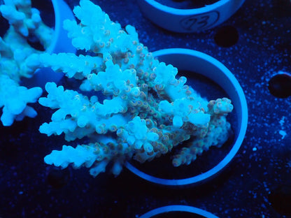 Acropora  インドネシア産010