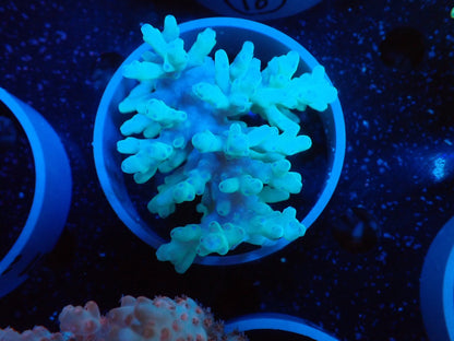 Acropora  深場系 インドネシア産063