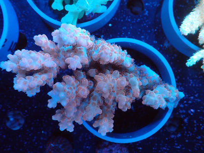 Acropora  インドネシア産096