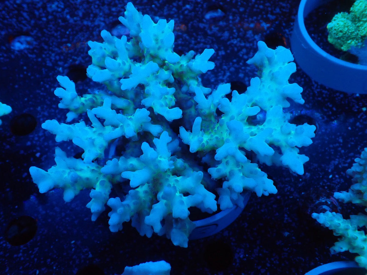 Acropora  深場系　インドネシア産055