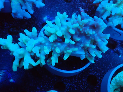Acropora  深場系　インドネシア産059