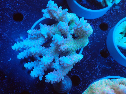 Acropora  オーストラリア産056
