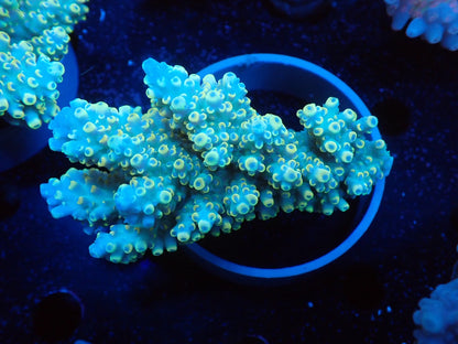 Acropora  オーストラリア産044