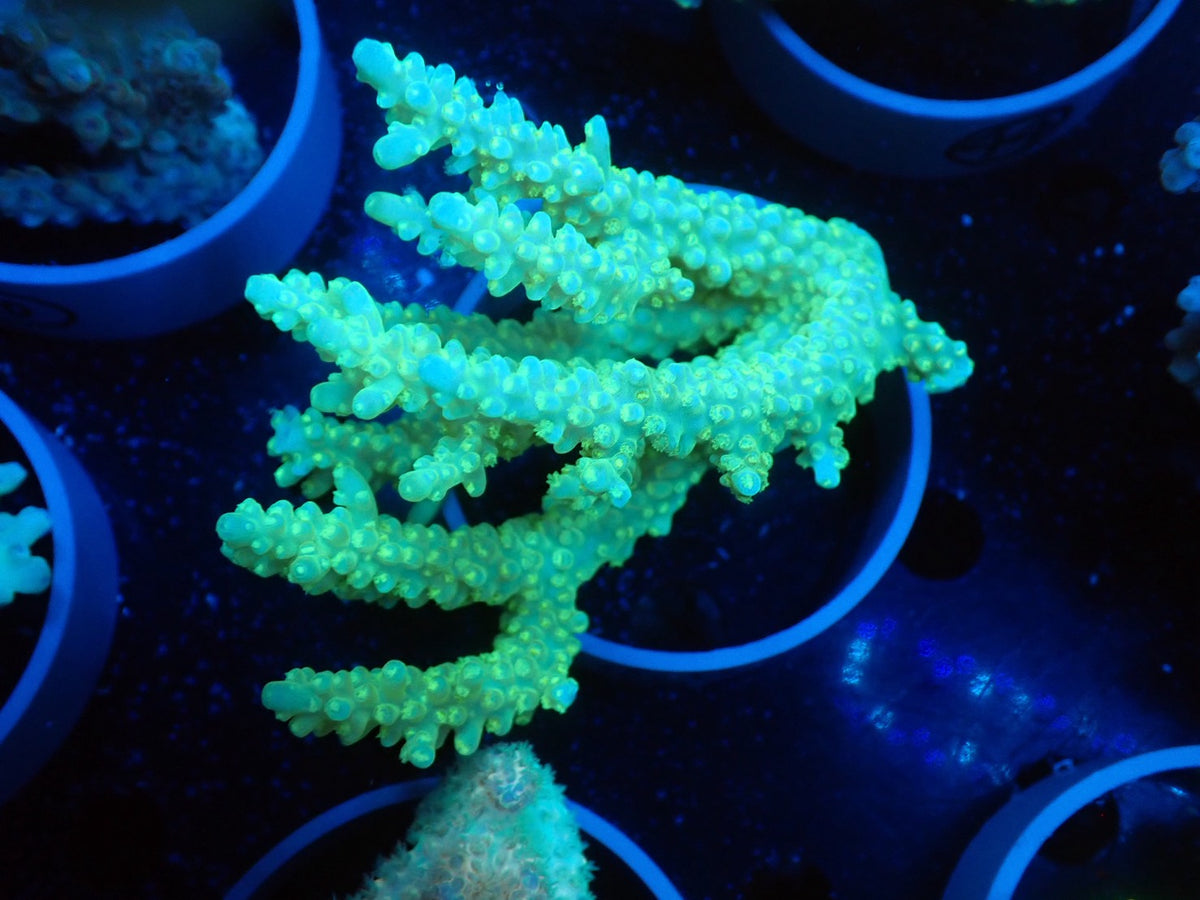 Acropora  オーストラリア産081