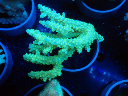 Acropora  オーストラリア産081
