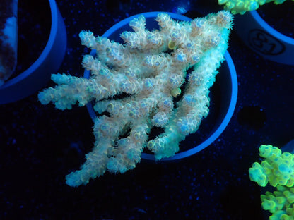 Acropora  オーストラリア産094