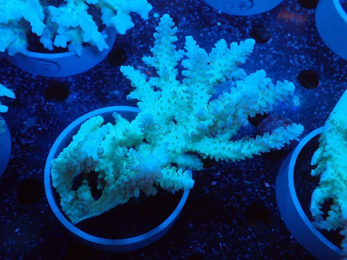 Acropora  オーストラリア産050