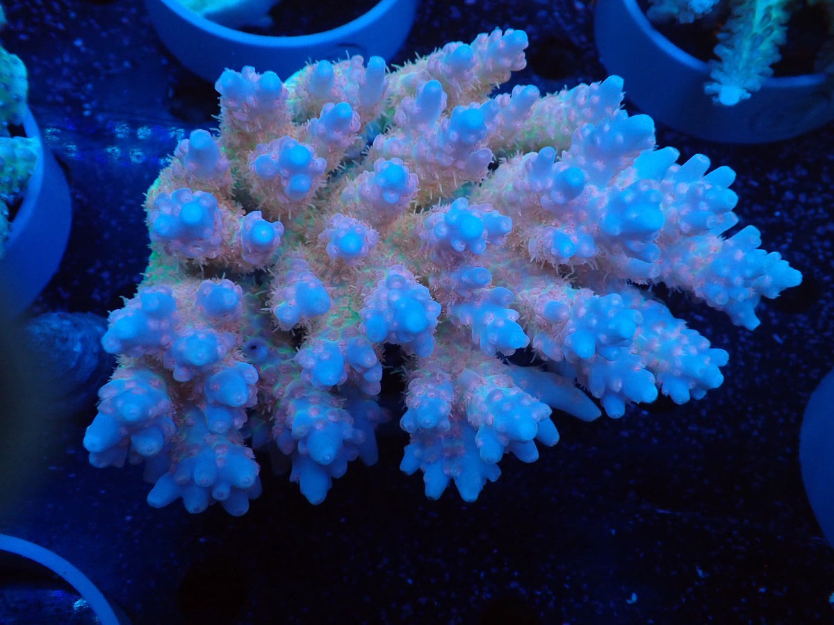 Acropora  オーストラリア産051