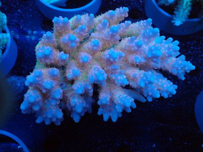 Acropora  オーストラリア産051