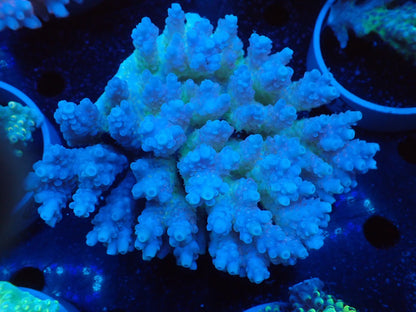 Acropora  オーストラリア産049