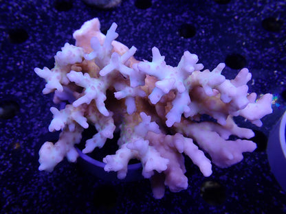 Acropora  深場系 インドネシア産057