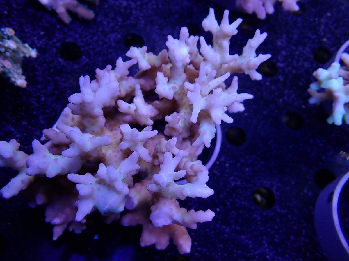 Acropora  深場系 インドネシア産05