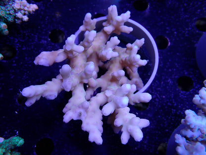 Acropora  深場系 インドネシア産098
