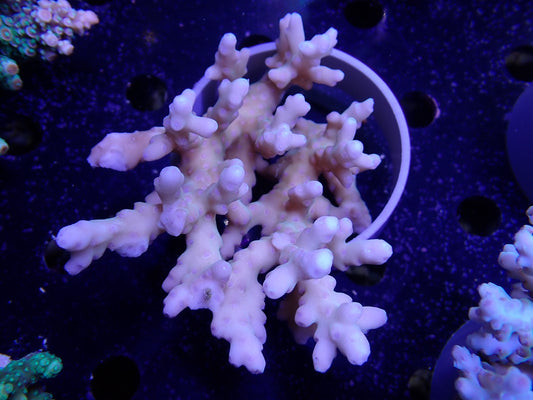 Acropora  深場系 インドネシア産098