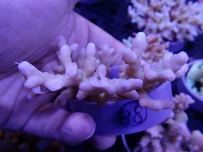 Acropora  深場系 インドネシア産098
