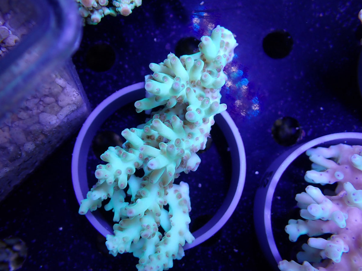 Acropora  深場系 インドネシア産077