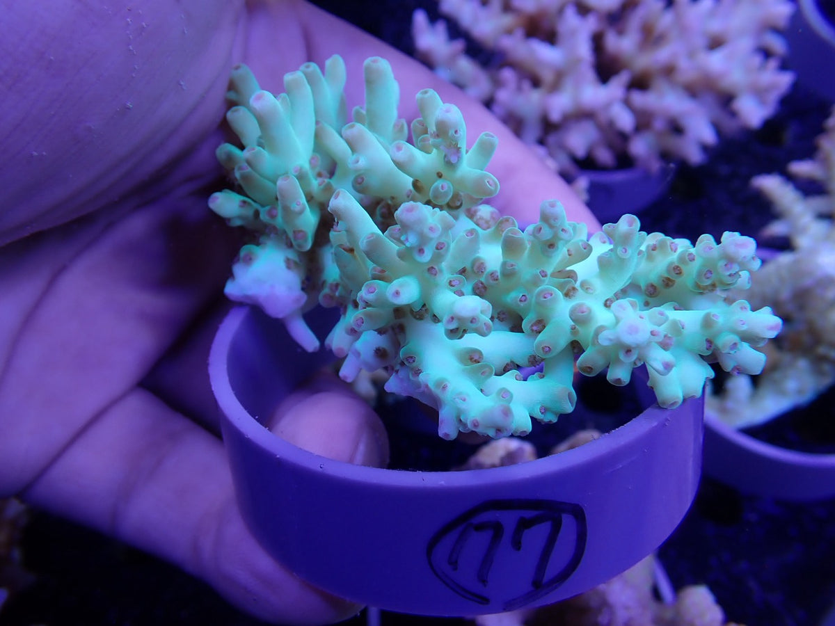 Acropora  深場系 インドネシア産077