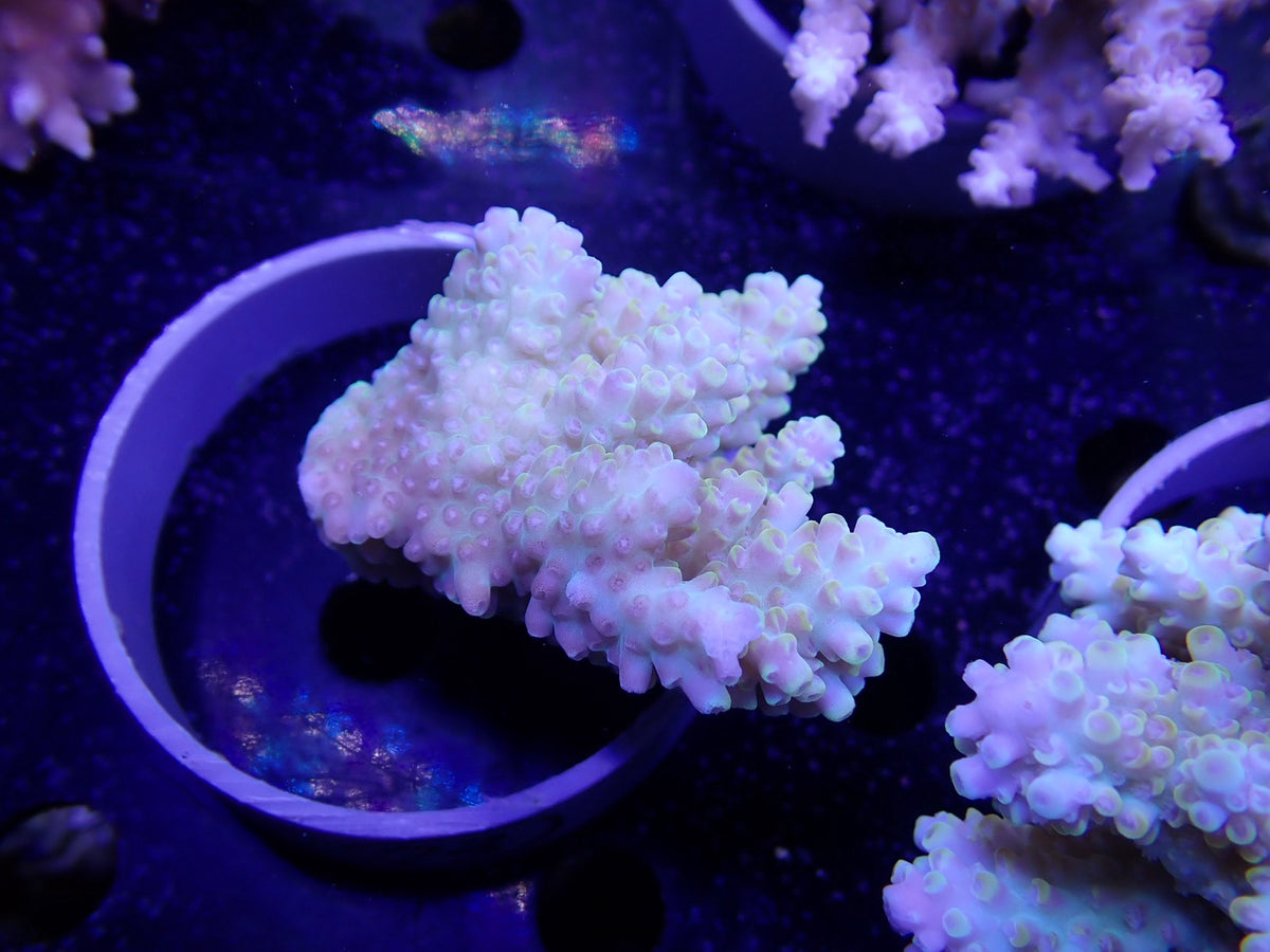Acropora  オーストラリア産 073