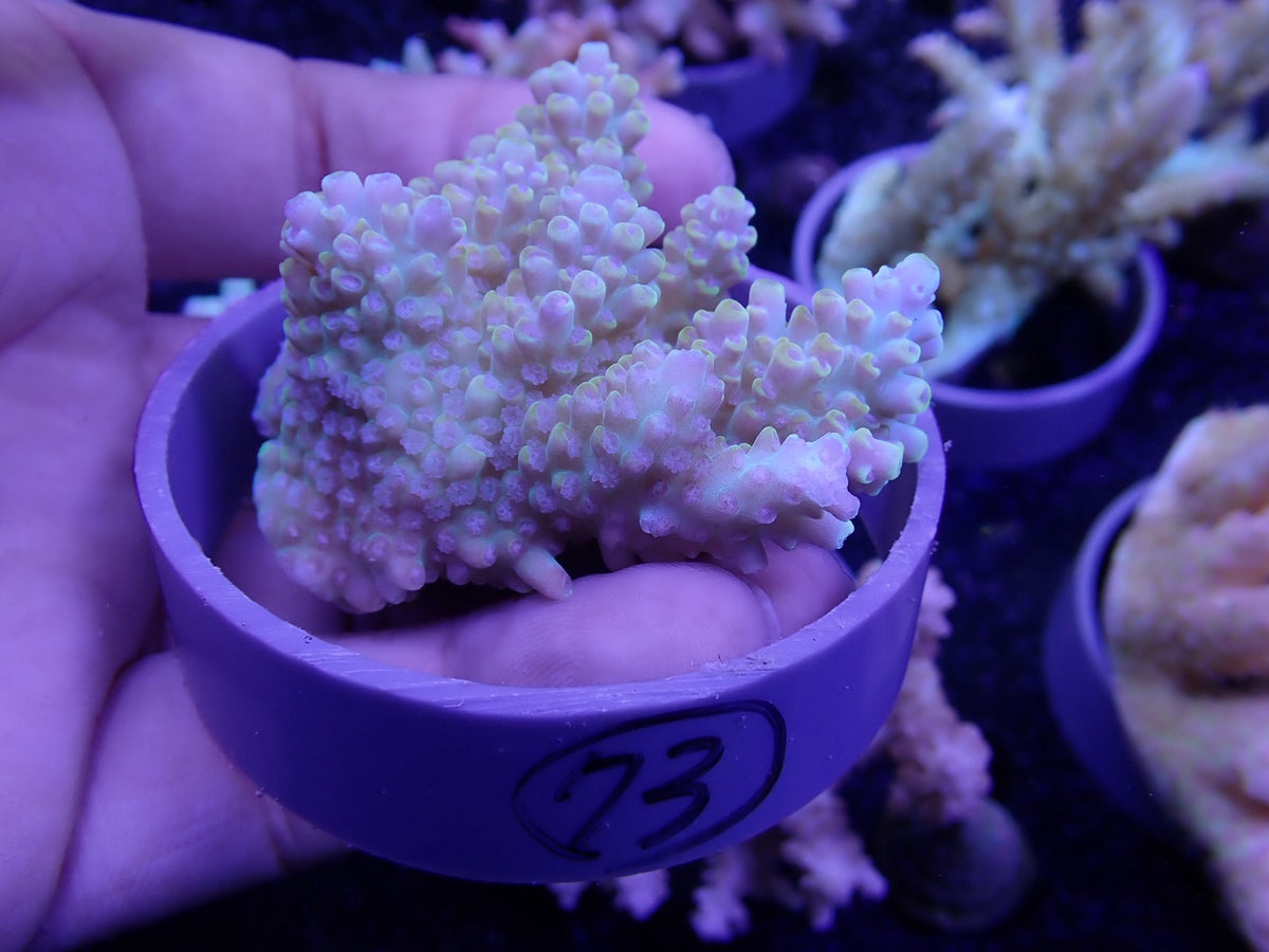 Acropora  オーストラリア産 073
