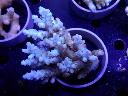 Acropora  インドネシア産010