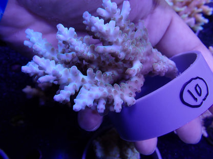 Acropora  インドネシア産010