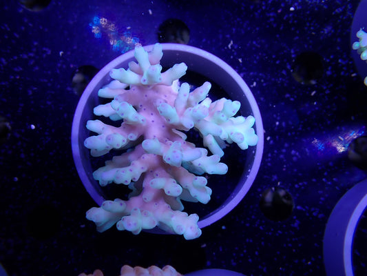 Acropora  深場系 インドネシア産063